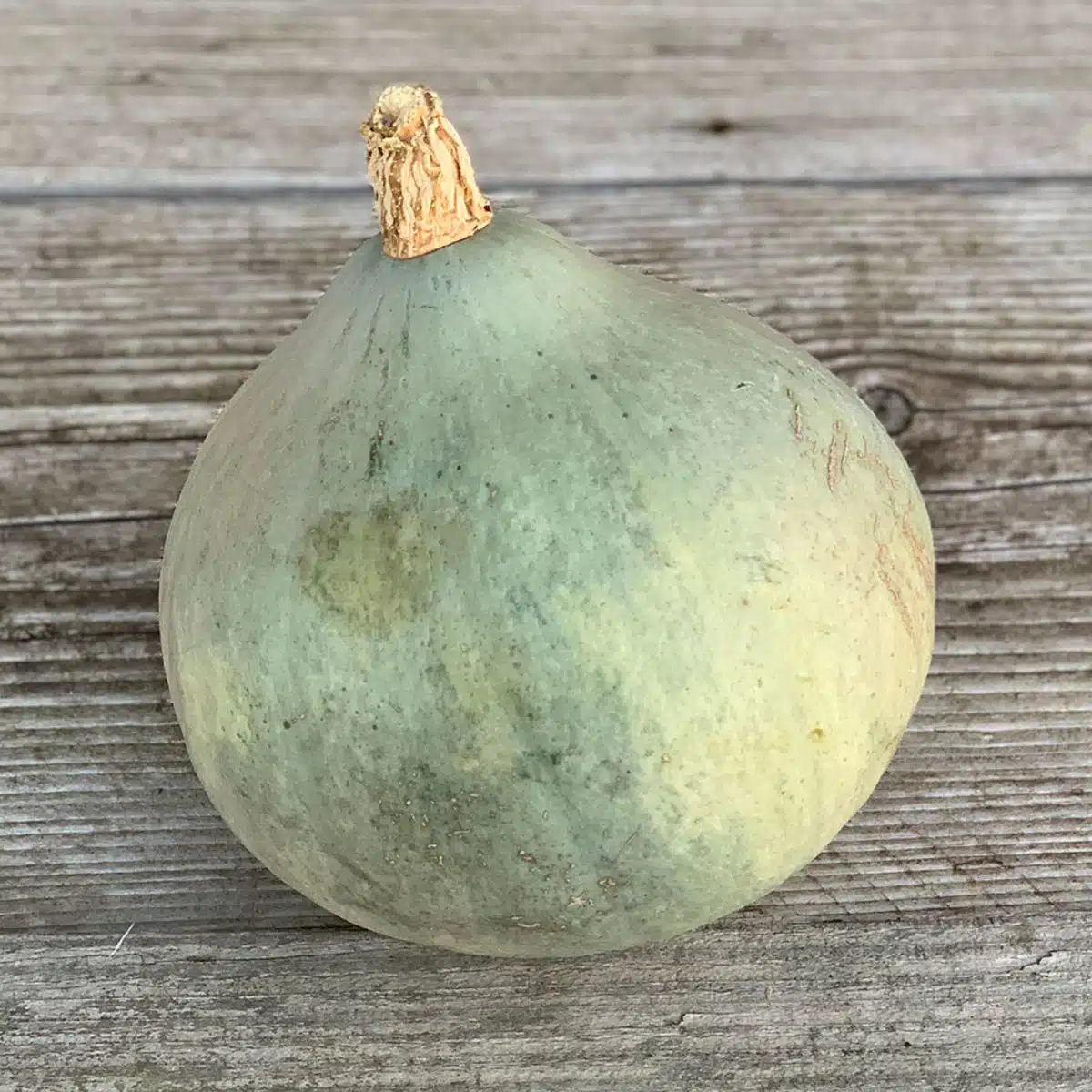 La courge bleue ballet une danse étonnante inspirée par la nature