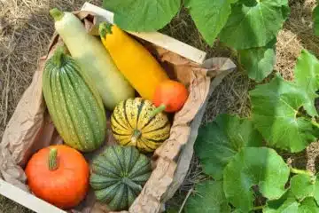 La courge bleue ballet une danse étonnante inspirée par la nature