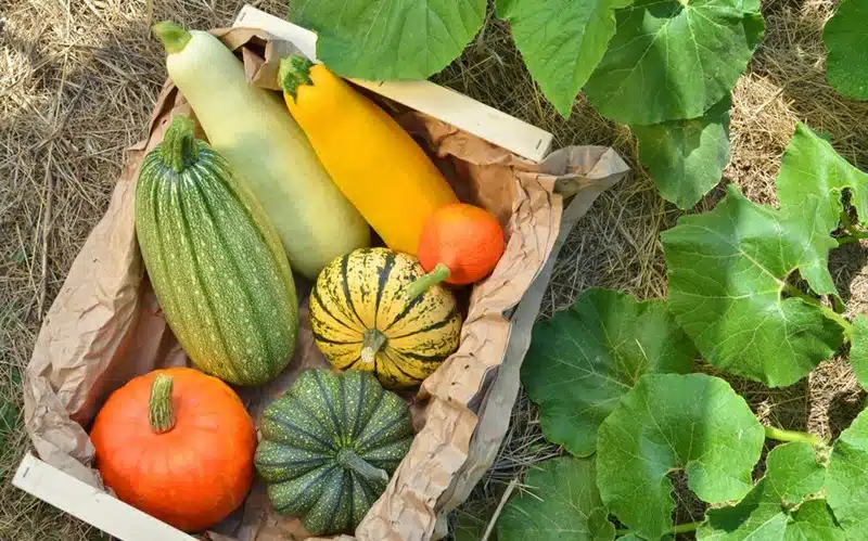 La courge bleue ballet une danse étonnante inspirée par la nature