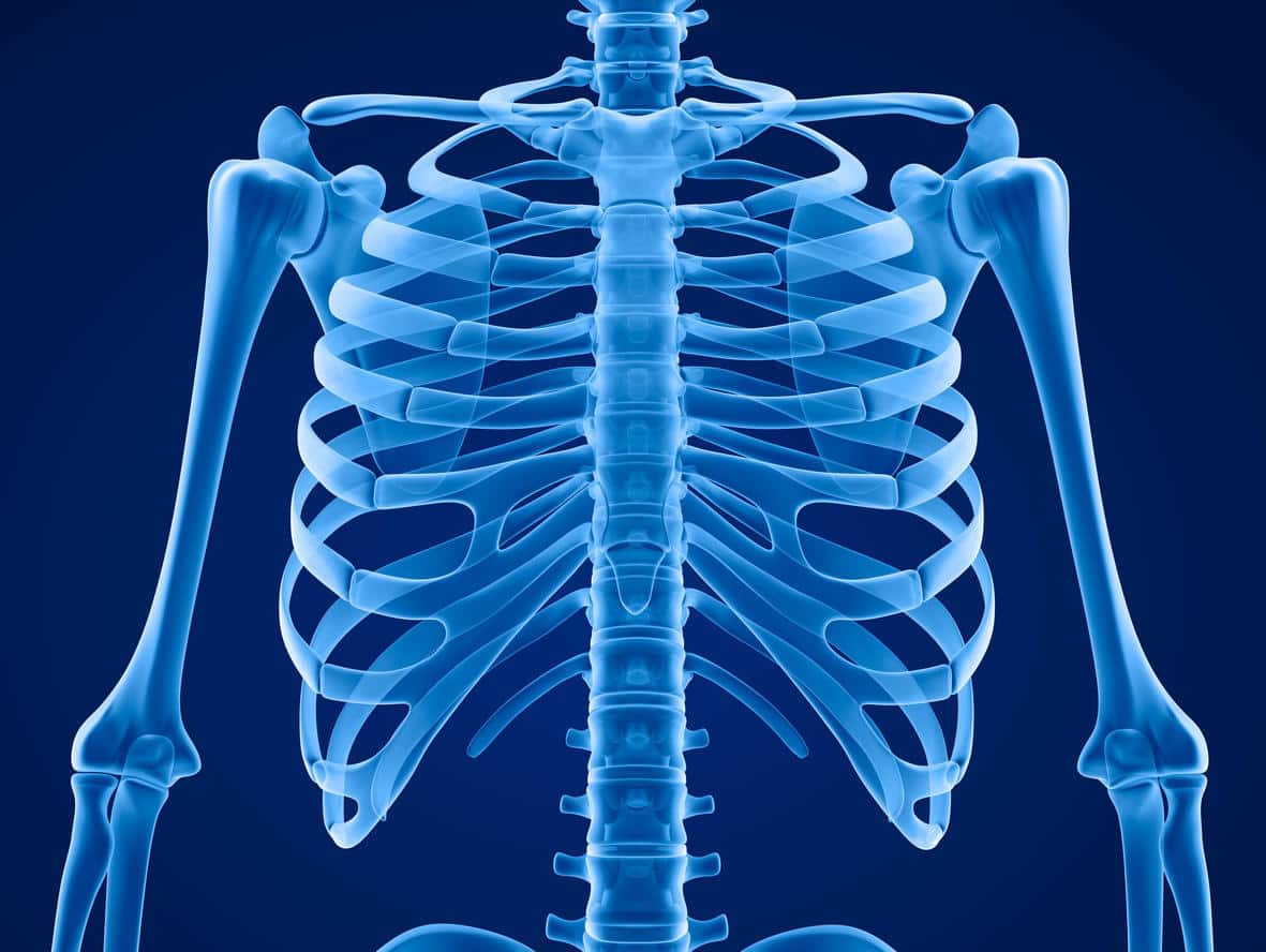 Les os pouvant être atteints de l'ostéoporose